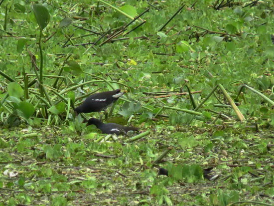 Pollona negra/Common Gallinule