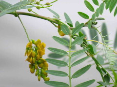 Acacia mansa/Wand riverhemp