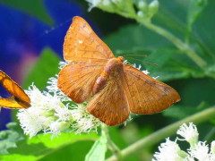 Acróbata rojiza/Russula Metalmark