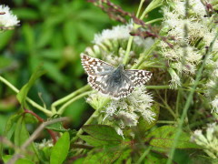 Ajedrezada de lunar/American White Skipper