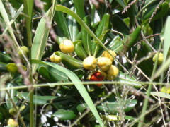 Azarero/Japanese pittosporum