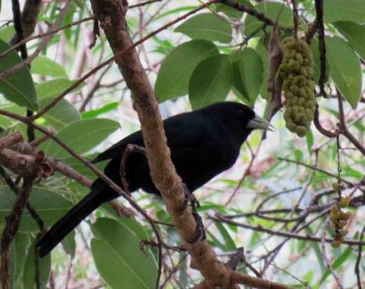 Boyero negro/Solitary Black Cacique