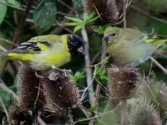 Cabecitanegra común/Hooded Siskin