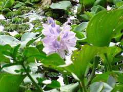 Camalote/Rooted water hyacinth