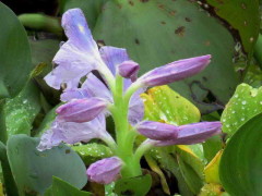 Camalote/Rooted water hyacinth