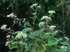 Chilca de olor/Eupatorium inulifolium