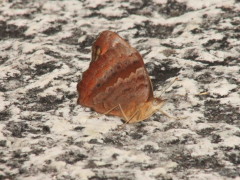 Cuatro ojos común/Southern Buckeye