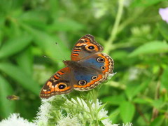 Cuatro ojos común/Southern Buckeye