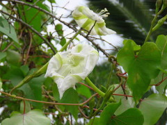 Dama de noche/Moonflower