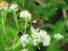 Danzarina chica/Lyssipoides Metalmark