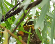 Duende de la sombra/Lowland Owlet