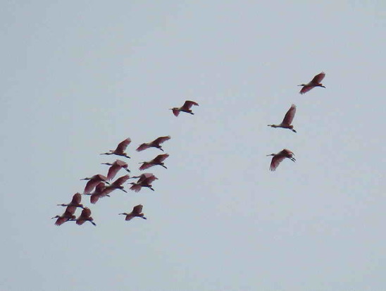 Espátula rosada/Roseate Spoonbill