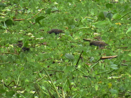 Estronino pinto/European Starling