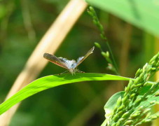 Frotadora enana/Lantana  Scrub-Hairstreak