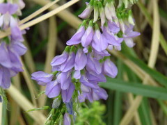 Ruda cabruna/Goat's rue