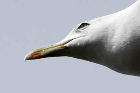 Gaviota cocinera/Kelp Gull