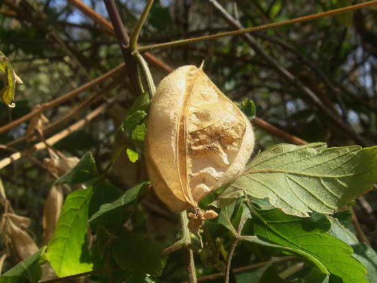 Globito cipó/Balloon vine