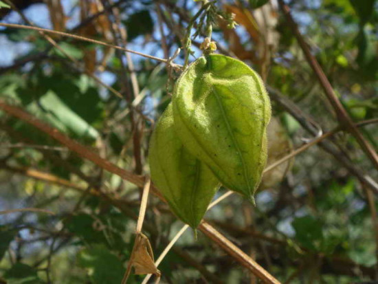 Globito cipó/Balloon vine