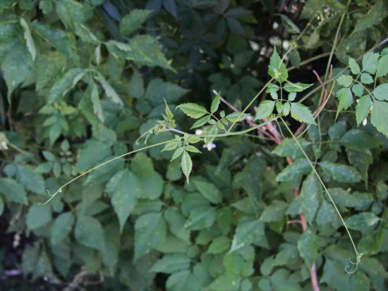 Globito cipó/Balloon vine