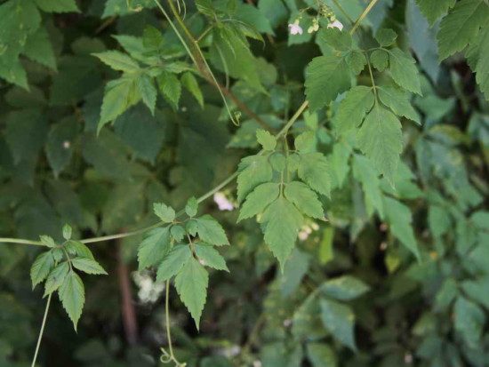 Globito cipó/Balloon vine