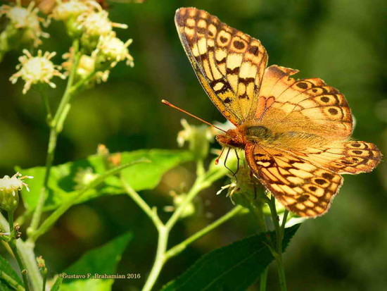 Hortensia/Southern Fritillayr