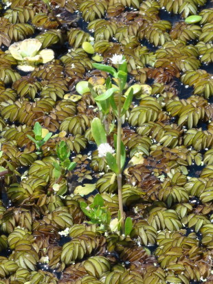 Lagunilla/Alligator weed