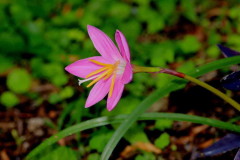 Lirio rosa de la lluvia/Pink rain lily