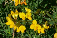 Lotus glaber/Narrow-leaved Bird's foot Trefoil