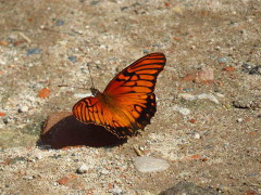 Moneta/Mexican Silverspot