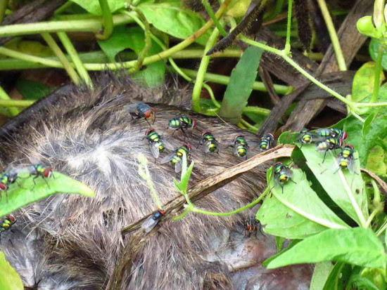 Moscardas/Blow Flies