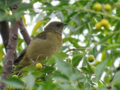 Naranjero/Blue-and-yellow Tanager