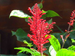 Coral de jardín/Firespike