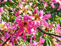 Palo borracho/Silk floss tree