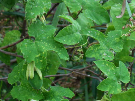 passiflora morifolia CBR 1 4 16