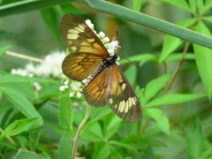 Perezosa común/Common Lazy