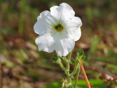 Coroyuyo/Fragrant petunia