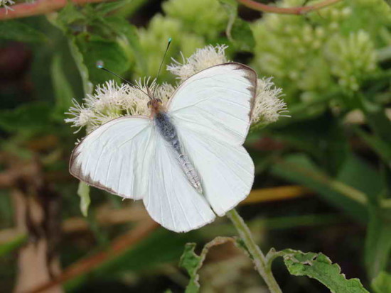 Pirpinto de la col/Great Southern White