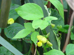 Porotillo/Cowpea