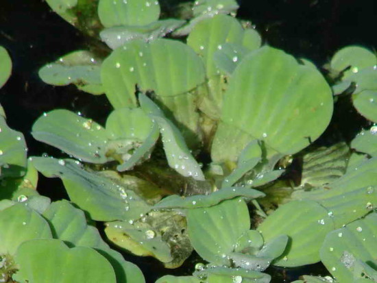 repollito de agua-SL (2)