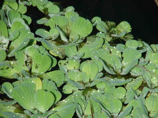 Repollito de agua/Water lettuce