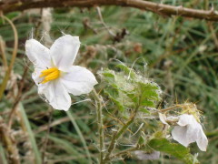 Revienta caballos/Sticky nightshade