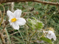 Revienta caballos/Sticky nightshade