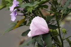 Rosa del río/Striped rosemallow