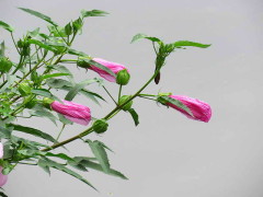 Rosa del río/Striped rosemallow