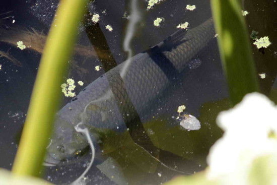 Sábalo/Streaked Prochilid