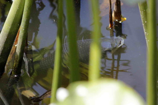 Sábalo/Streaked Prochilid