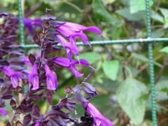 Salvia azul/Blue anise sage