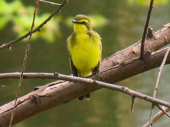 Suirirí amarillo/Yellow-browed Tyrant