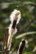 Totora/Cattail