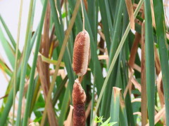 Totora/Cattail